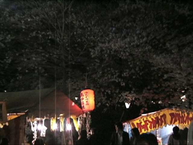 鶴舞公園の夜桜070331_2