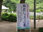 鶴舞公園の花しょうぶ5.jpg